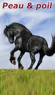 Stassek DIVERSIT Equistar Equilux Equistep Faulpelz LazyMan 