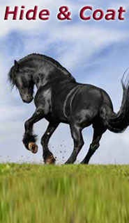 Stassek DIVERSIT Equistar Equilux Equistep Faulpelz LazyMan 