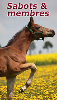 Stassek DIVERSIT Equistar Equilux Equistep Faulpelz LazyMan 