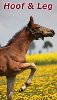 Stassek DIVERSIT Equistar Equilux Equistep Faulpelz LazyMan 