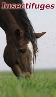 Stassek DIVERSIT Equistar Equilux Equistep Faulpelz LazyMan 