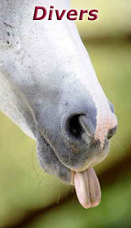 Stassek DIVERSIT Equistar Equilux Equistep Faulpelz LazyMan 